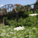 Illustration for article titled Gasconade River Bridge, Route 66